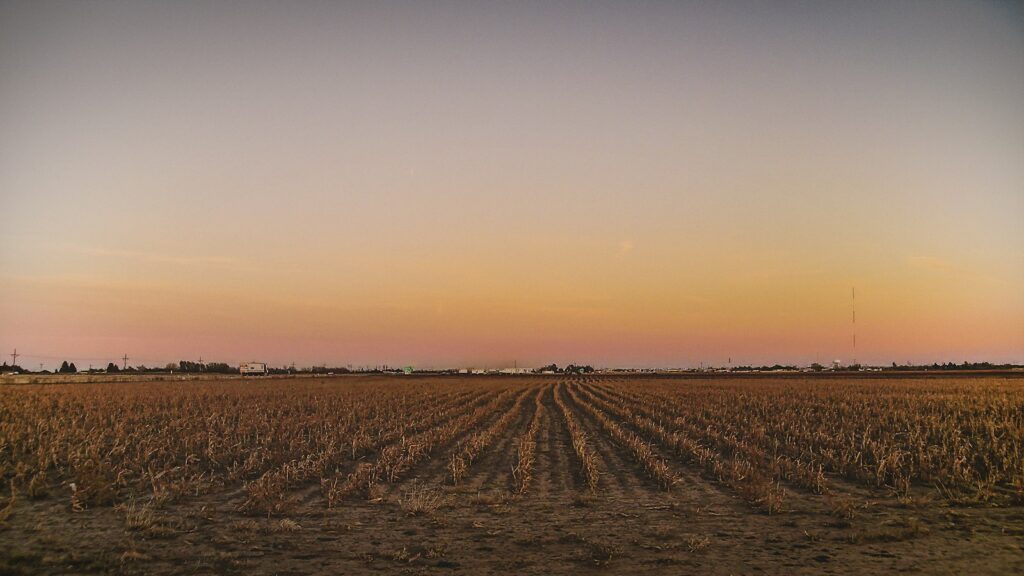 Sunset over a harvested field with rows of stubble and a distant horizon at dusk.
