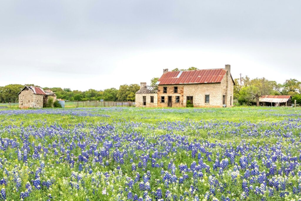 Old stone farmhouse behind a field of blue wildflowers